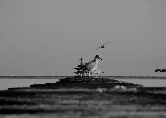 Flauta Ośrodek wypoczynkowy *